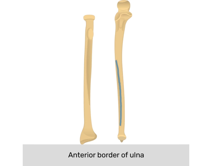 Ulna & Radius Labeling — Printable Worksheet