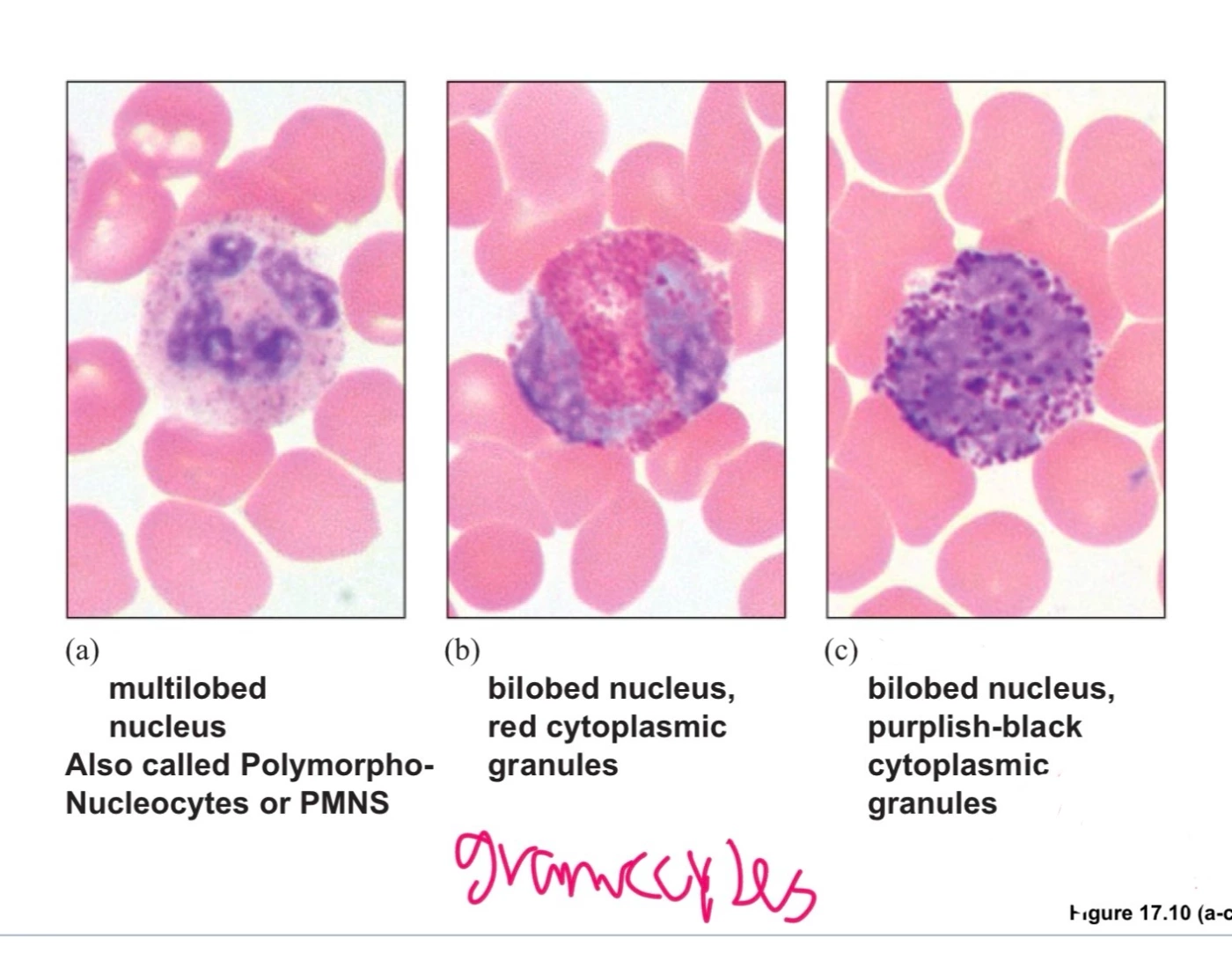 Polymorphonuclear Function Label the Leukocytes and Functions — Printable Worksheet