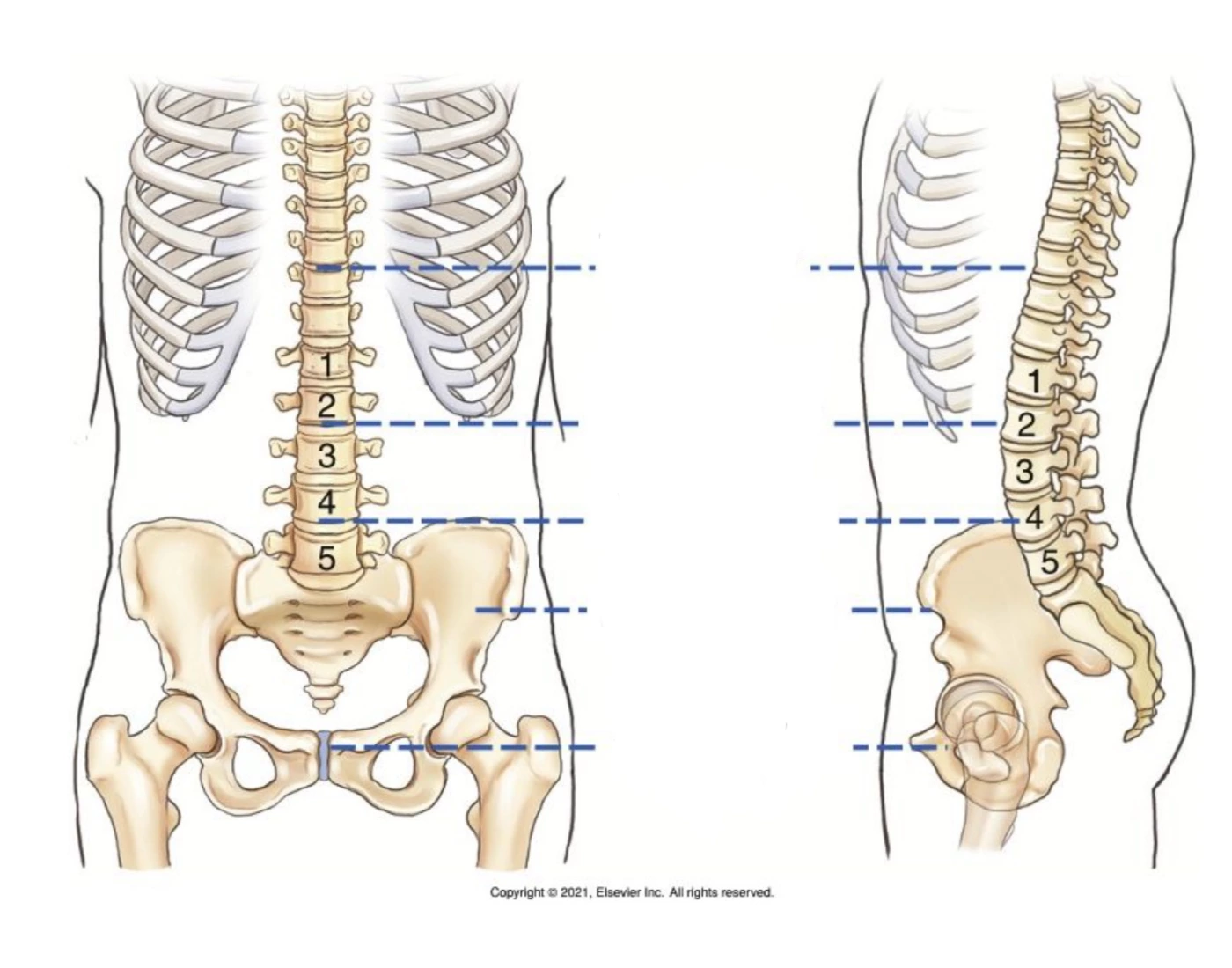 Lumbar Vertebrae Landmarks Printable Worksheet