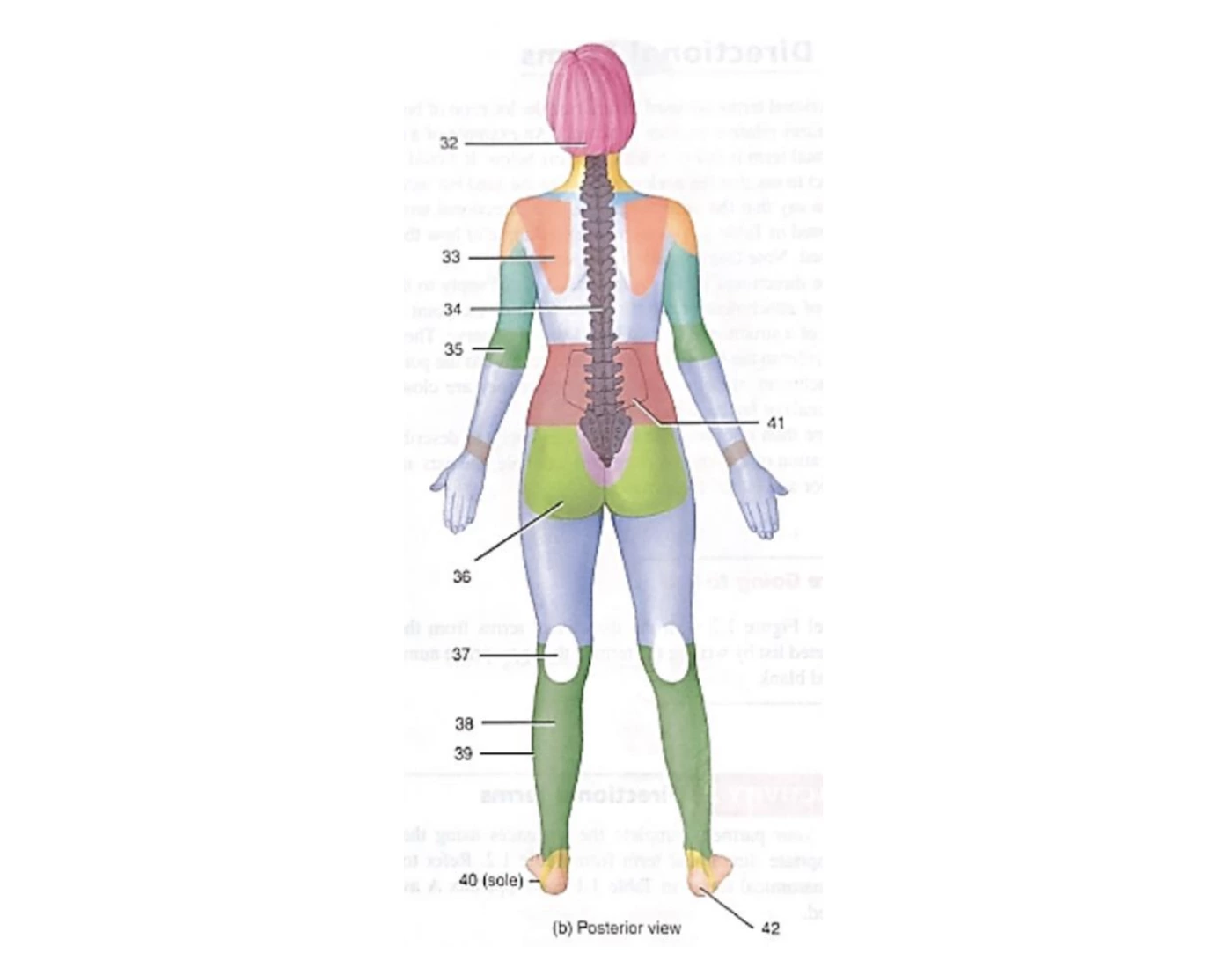Posterior body region — Printable Worksheet