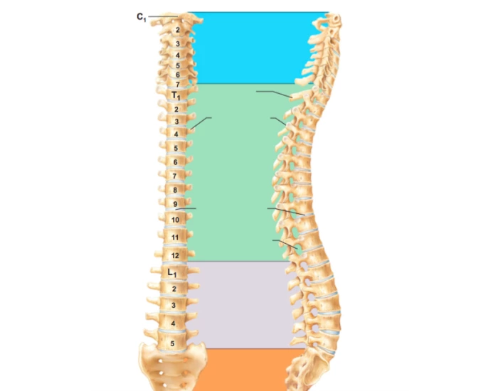 Spine Label Math Spine Review BIOL2101 Quiz