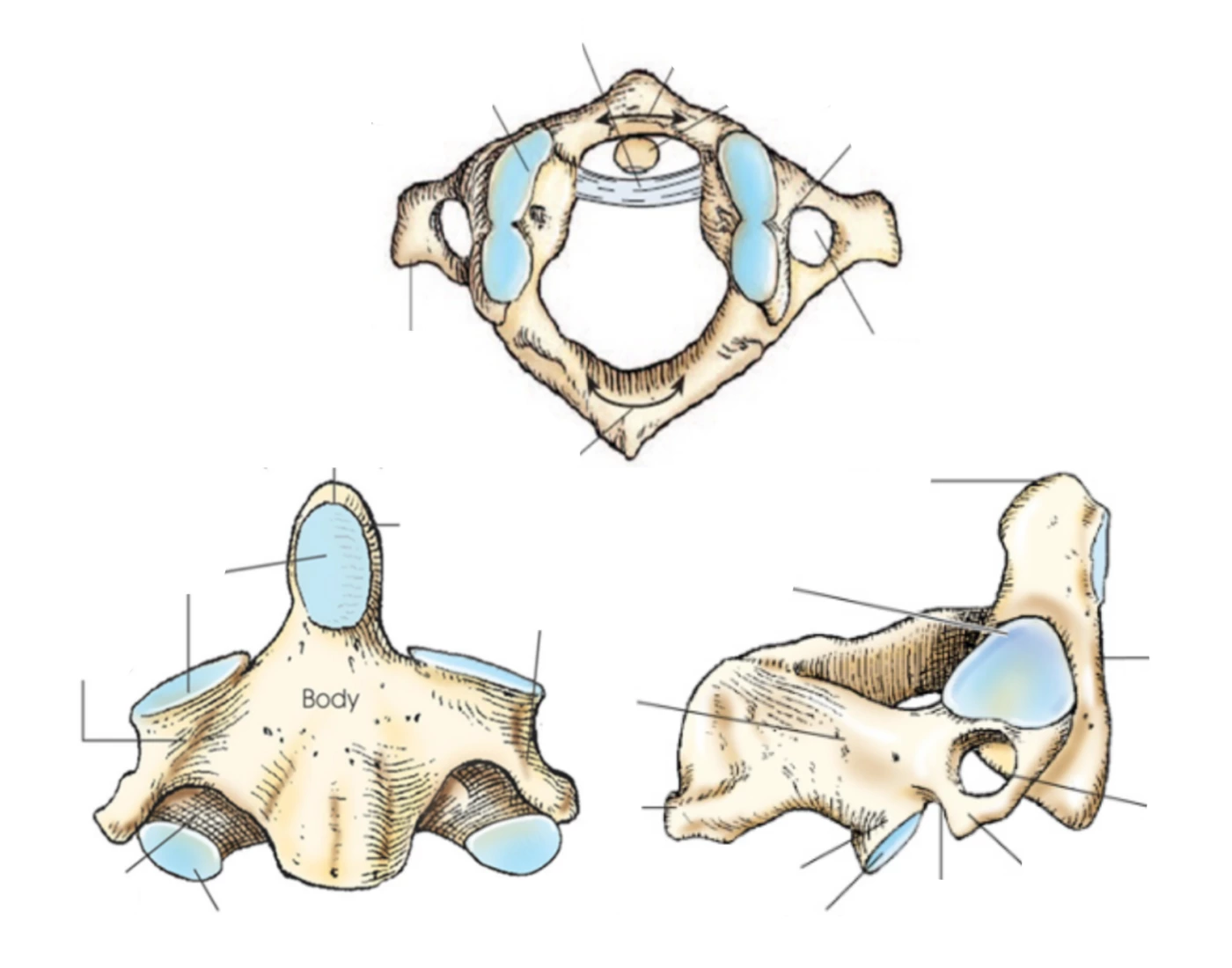 Atlas & Axis Anatomy — Printable Worksheet