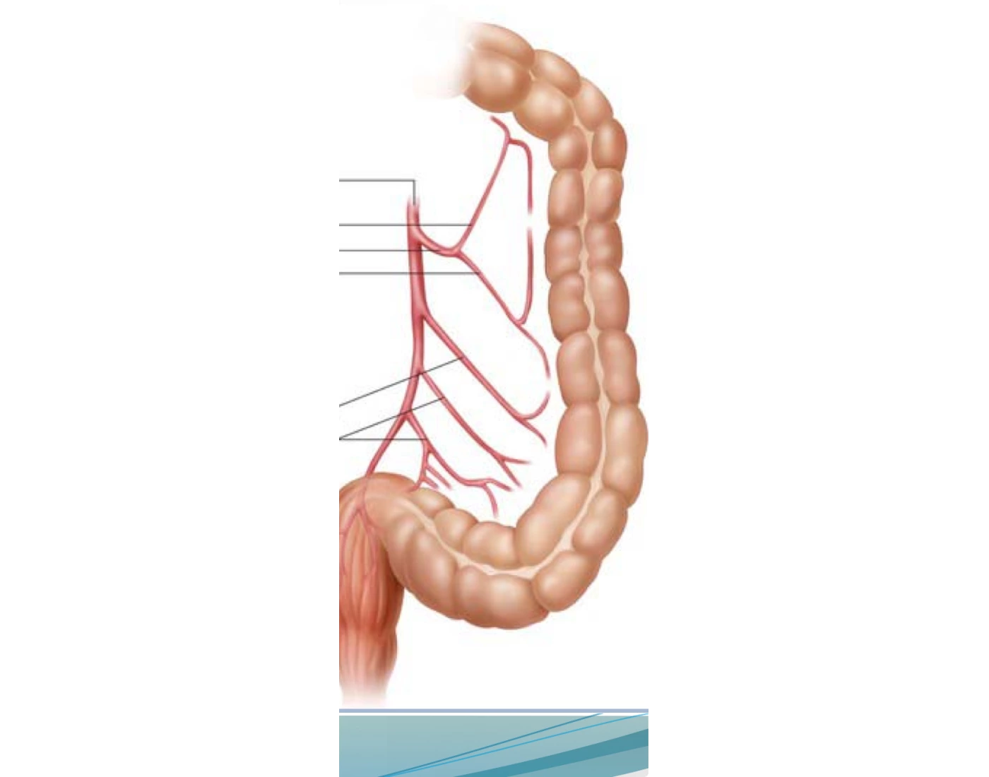 Printable Colon Left colon arteries. — Printable Worksheet