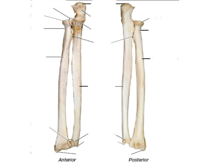 Bio 201 radius and ulna bones — Printable Worksheet