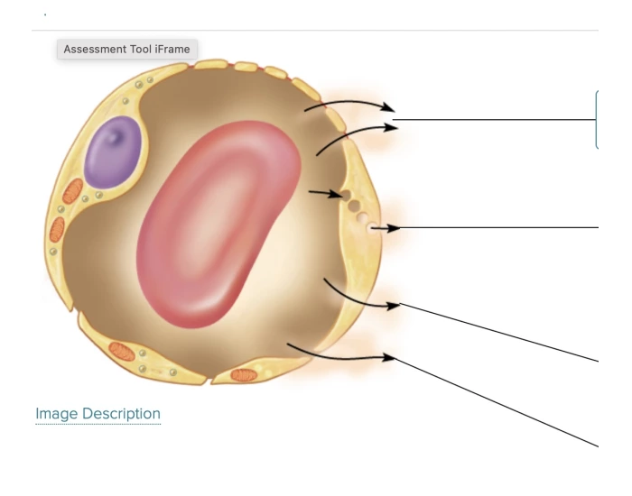 Correctly label the following anatomical features Quiz
