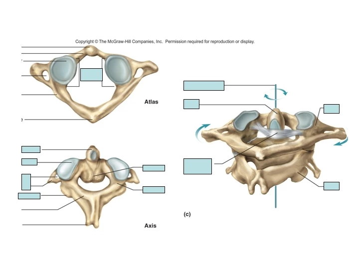 Atlas and Axis of Vertebrate — Printable Worksheet