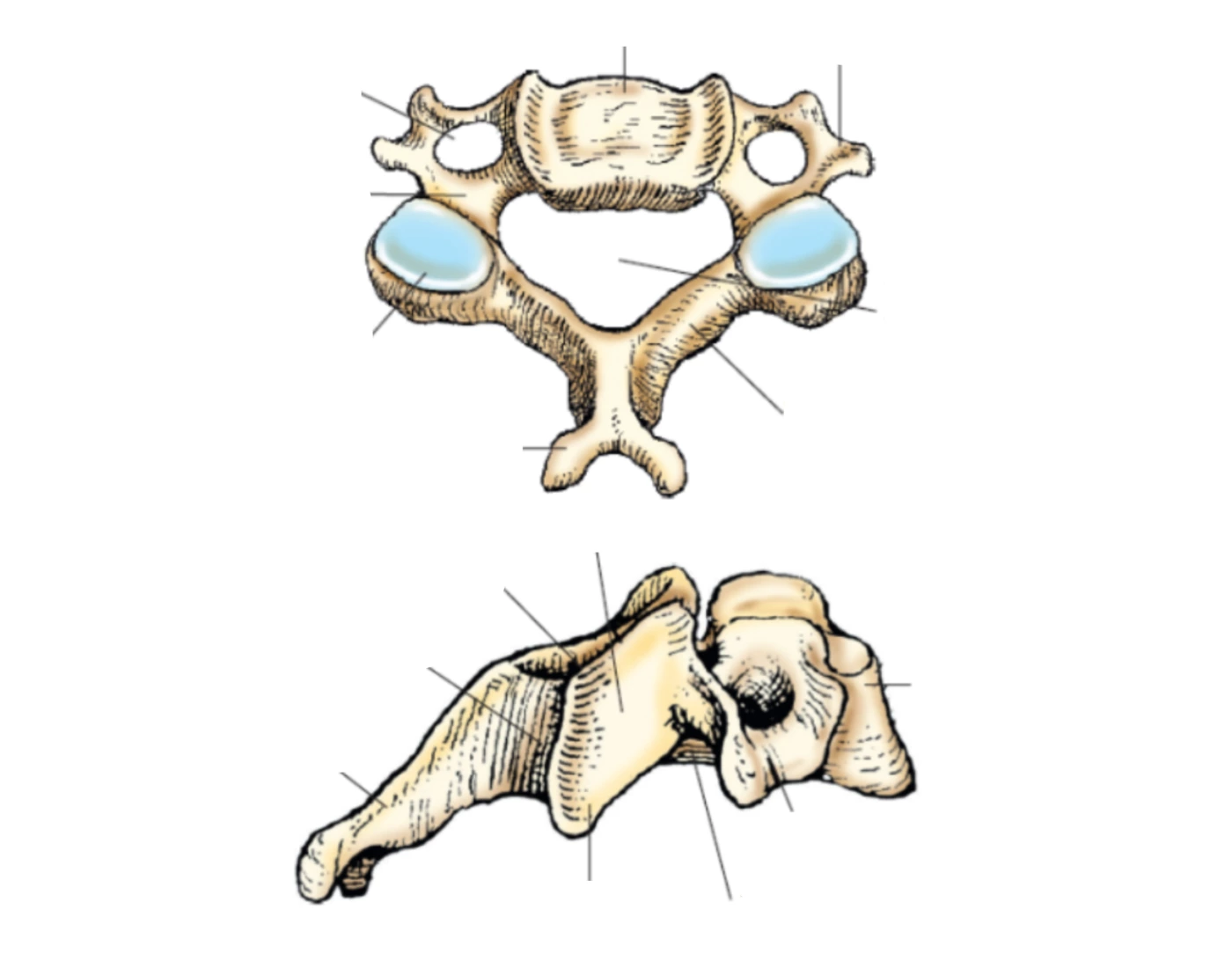 Cervical Vertebrae Anatomy Printable Worksheet