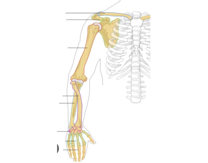 Forelimb Labeled Label the Forelimb — Printable Worksheet