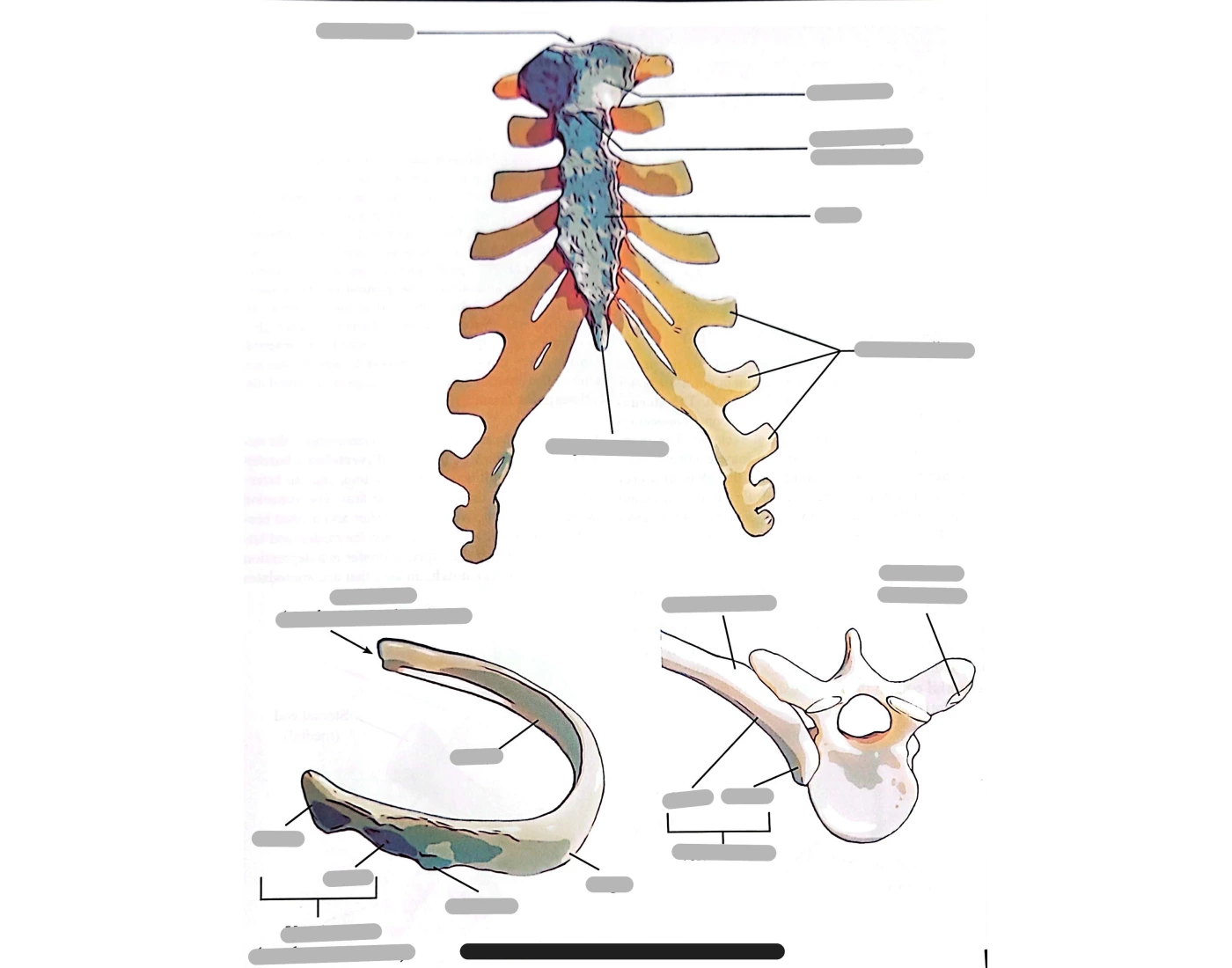 Sternum Rib Thoracic Articulation of rib — Printable Worksheet