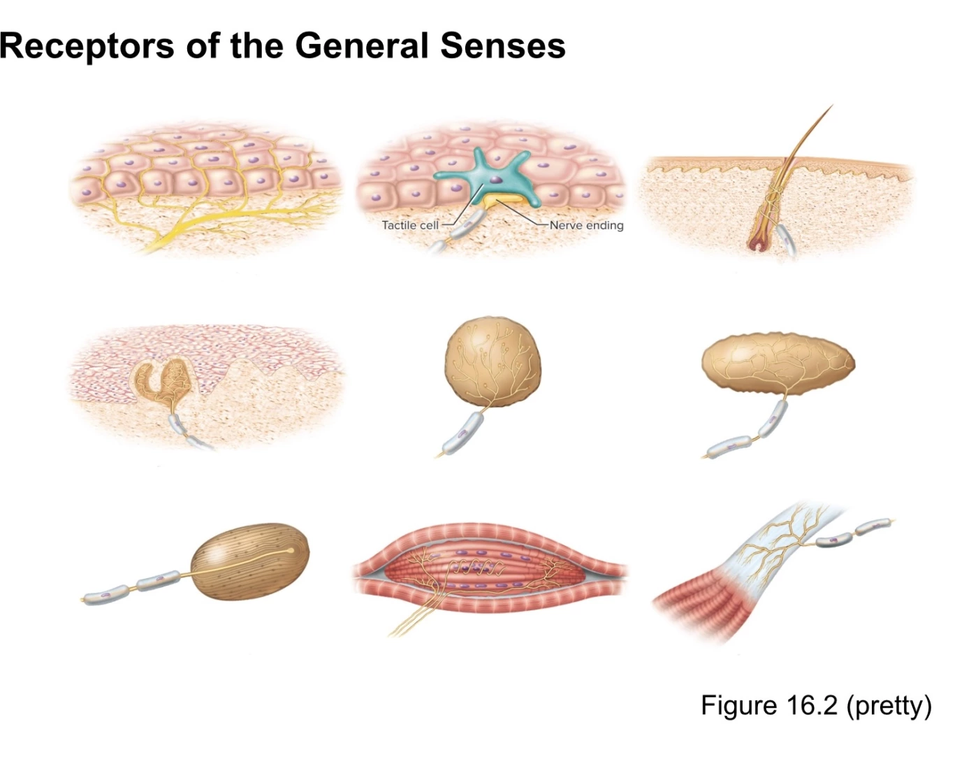 Sense Receptor Process Receptors of the General Senses Quiz