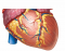 External veins and arteries of the heart