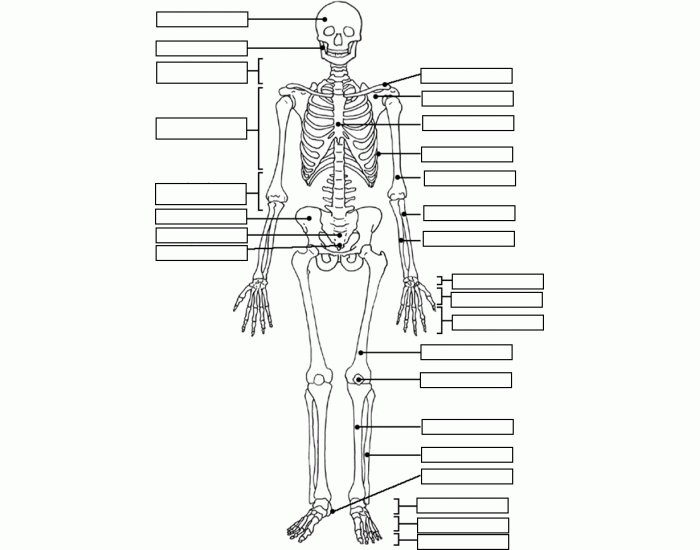 Anatomy Anatomy