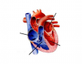 Label the Heart and Blood Vessels!