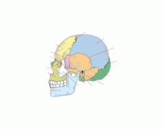 Label the Skull (Simplified)