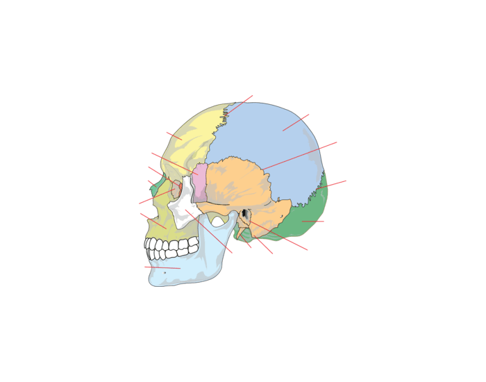 Skull Quizzes