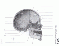 Skull Lateral View