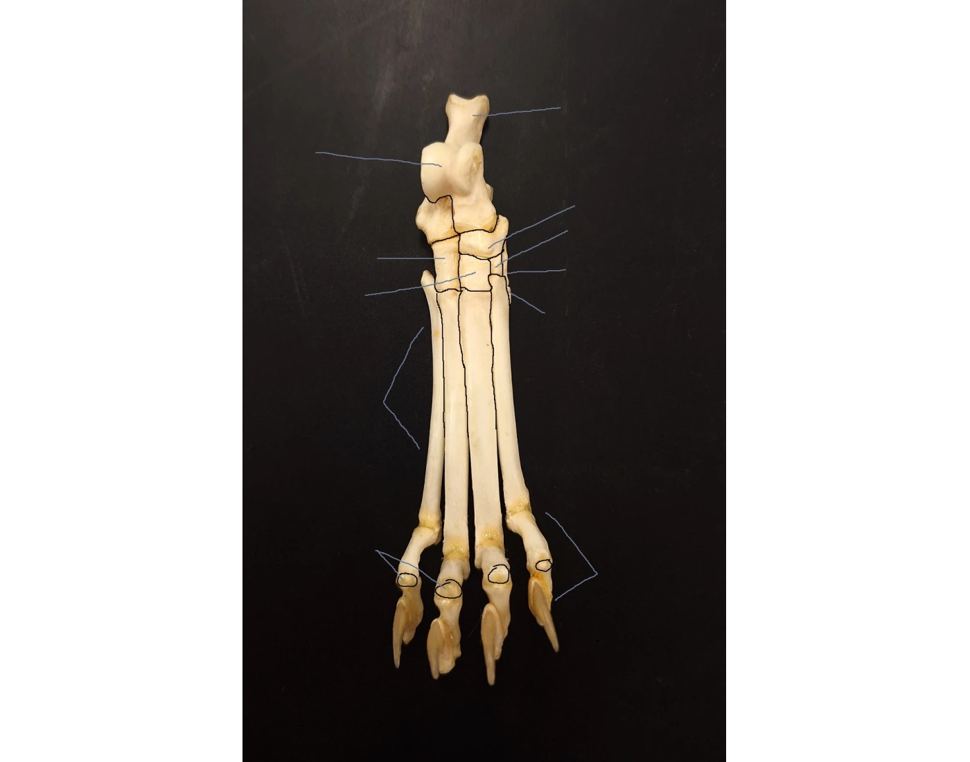 Cat Pes Cat Rear Pes - 2025 Quiz