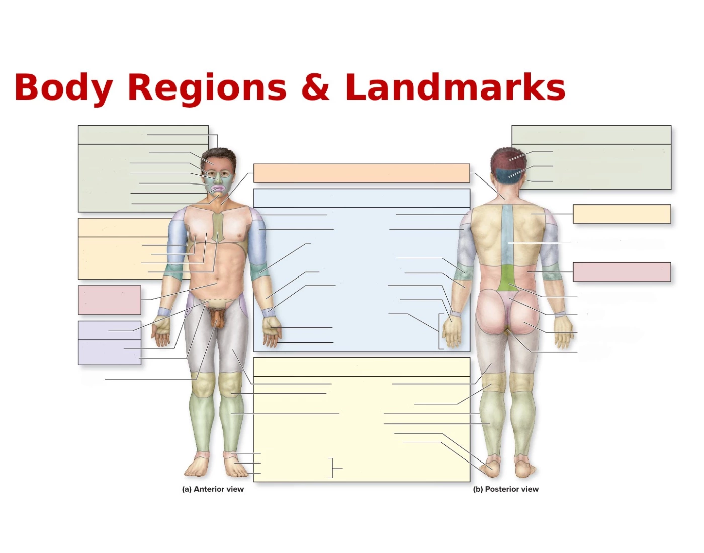 Body Landmarks Body Regions & Landmarks Quiz