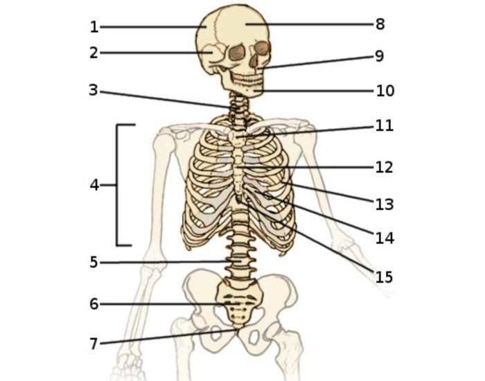 Axial Skeleton Labeled Worksheet.pdf Label the axial skeleton — Printable Worksheet