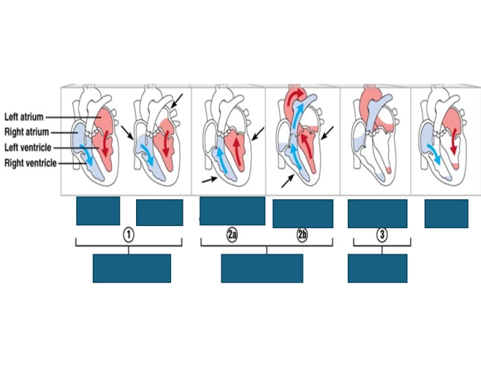 cardiac cycle events Quiz