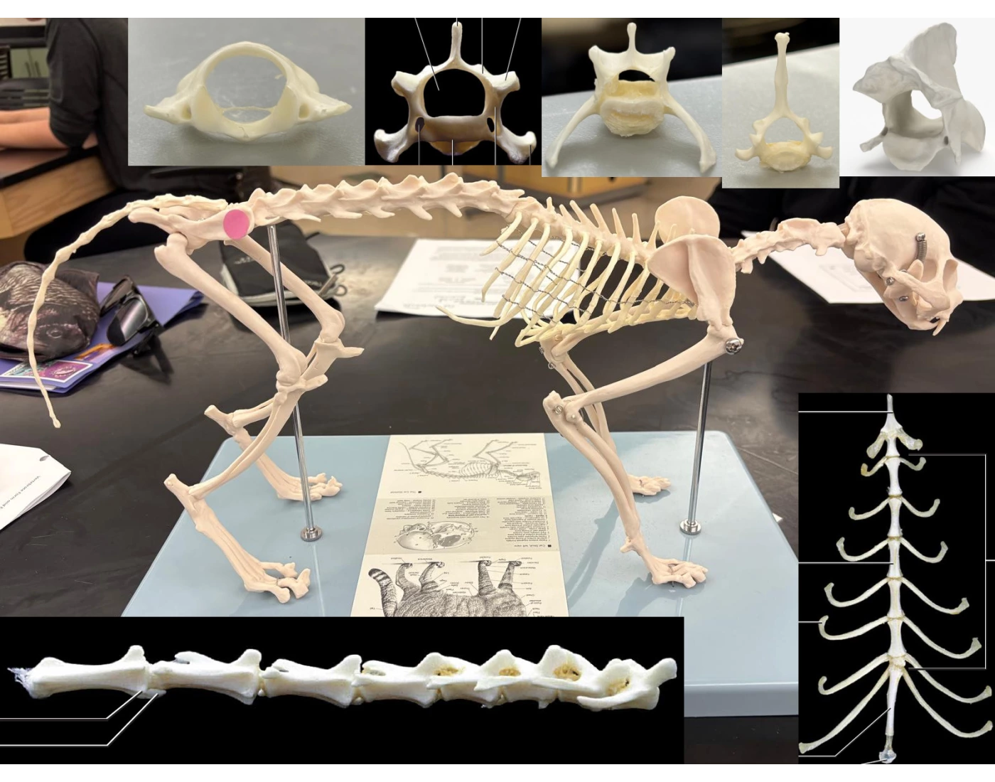 Cat Axial Skeleton Quiz