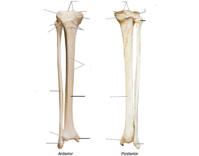 Bio 201 right tibia and fibula bones — Printable Worksheet