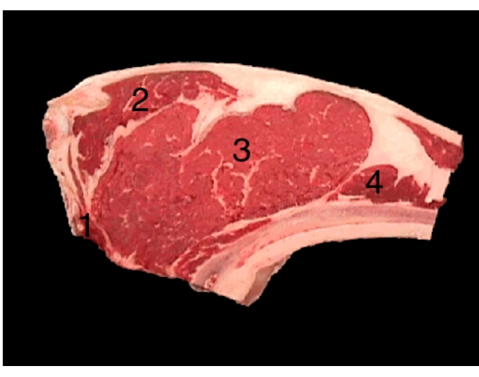 Beef Rib Steak, Small End Anatomy Quiz