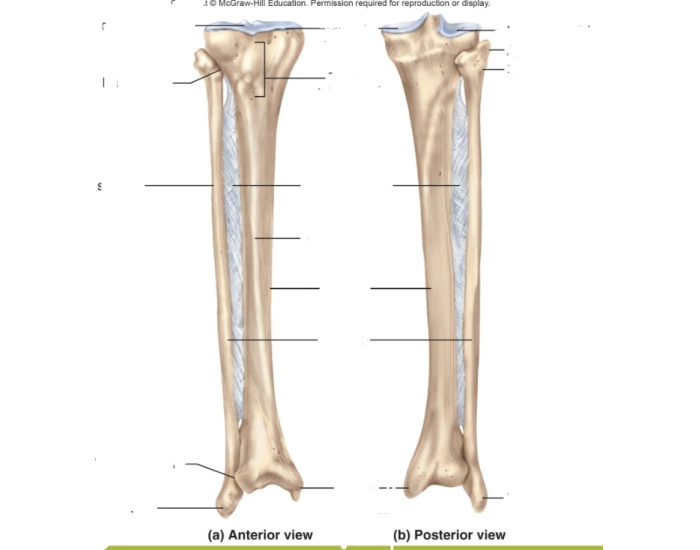 Tibia And Fibula Printable Worksheet
