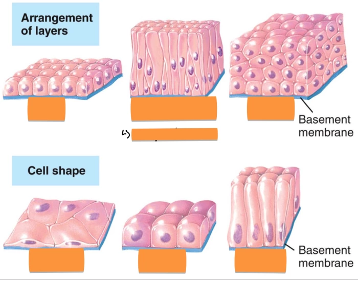 Multiple Cell Layers Cell Shapes and Arrangement of Layers - Naming. Quiz