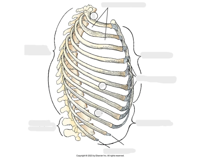 Lateral ribs — Printable Worksheet