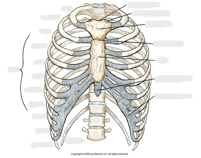 AP Ribs — Printable Worksheet