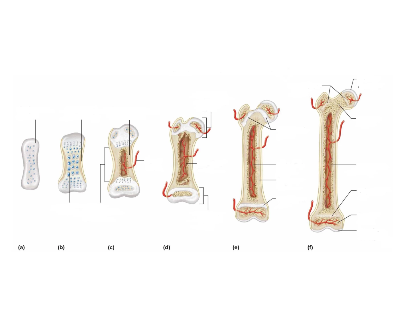 Development of a Bone Quiz