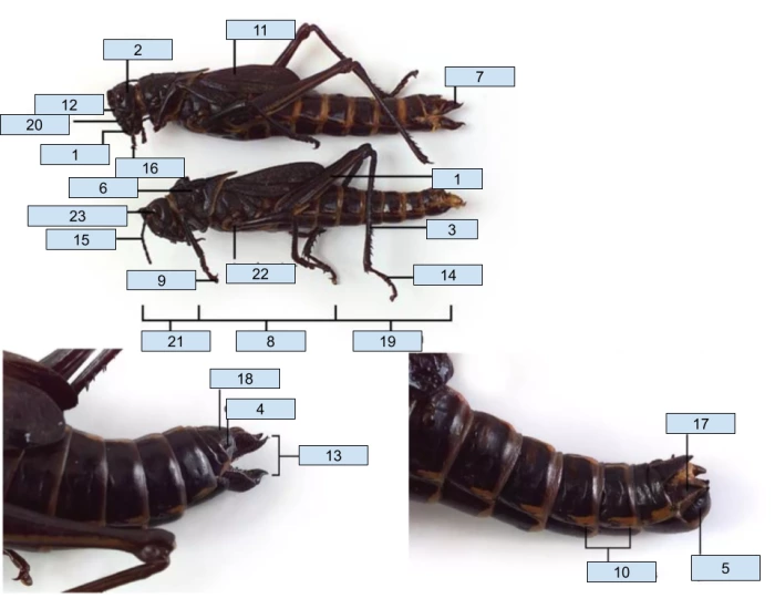 Kappa Insect K103 Lab- Class Insecta: External Anatomy Quiz