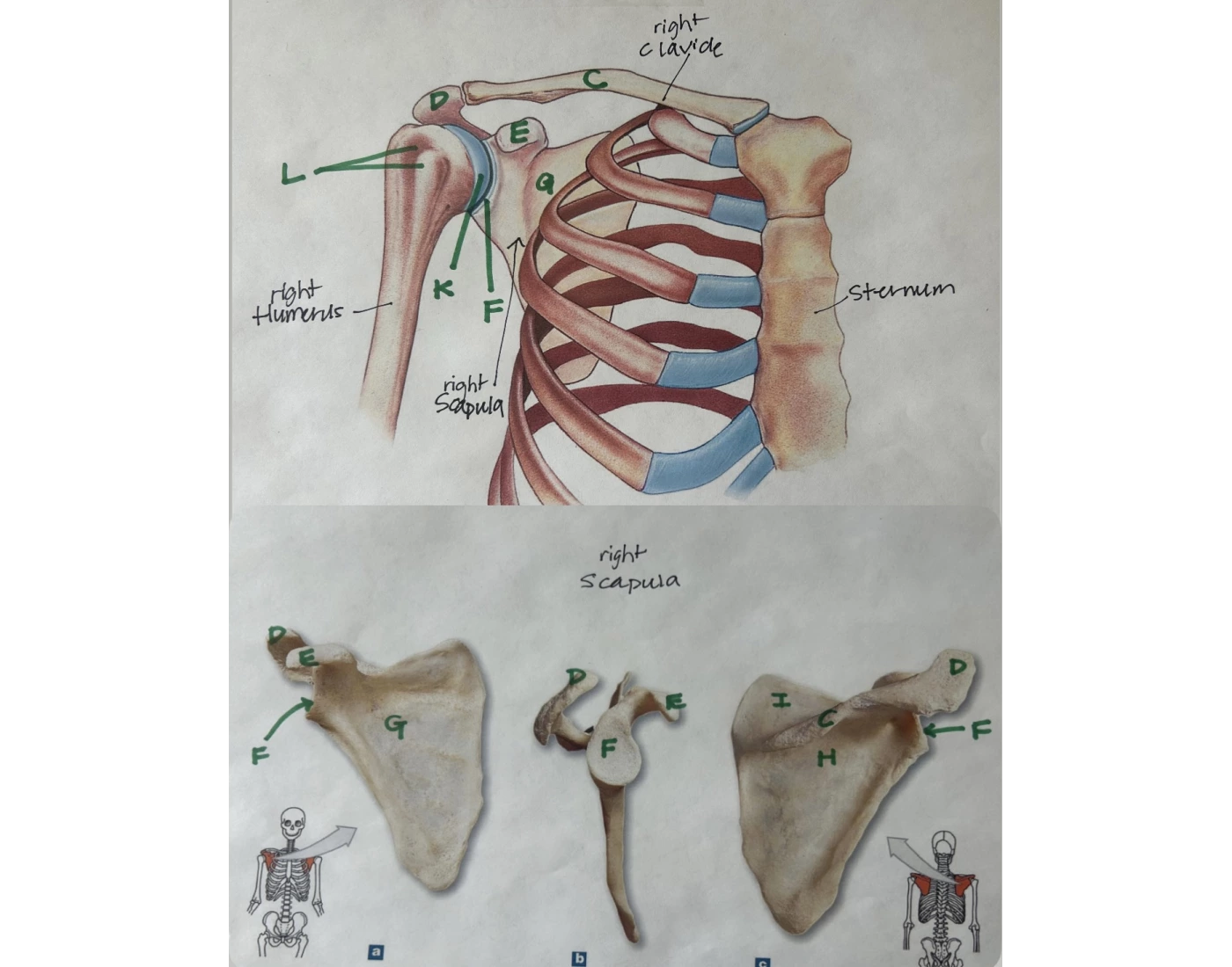 Appendicular Skeleton Upper Limb Quiz Appendicular Skeleton Upper Limb Quiz
