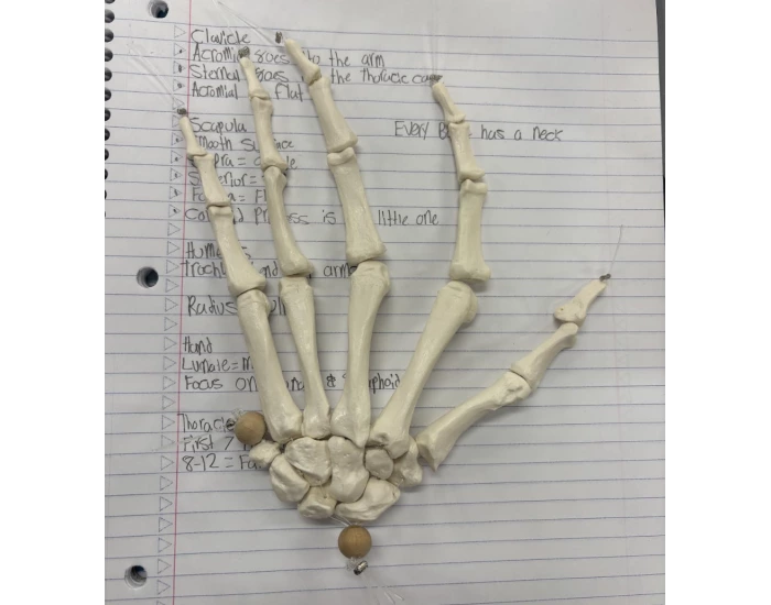 IRL: Anterior View Of Right Hand Label 2025 โ Printable Worksheet