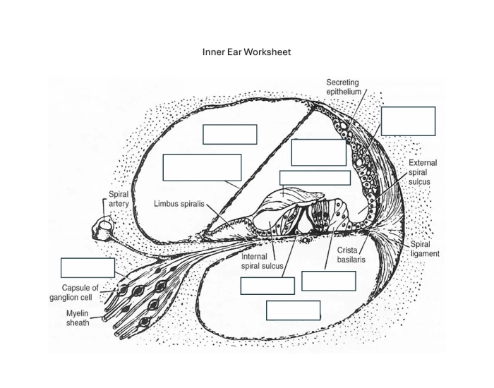 Ndcs Inner Ear Worksheet Inner Ear Quiz