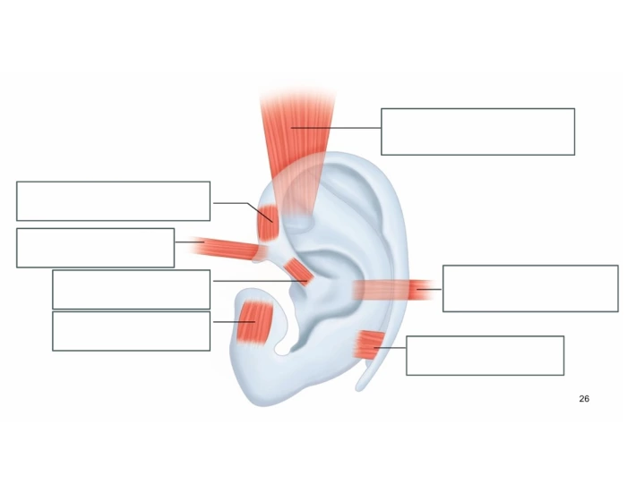 Ear Rotation Muscles Outer Ear Muscles Quiz