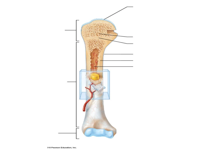 Labeling the parts of Bone — Printable Worksheet