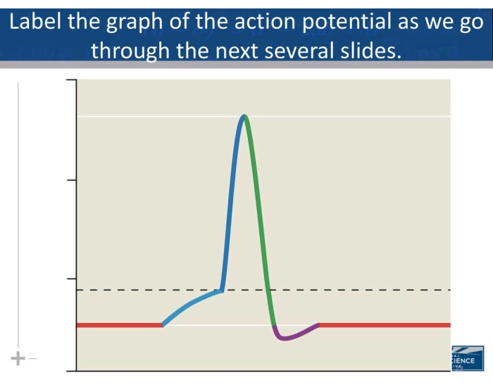 LABEL THE ACTION POTENTIAL GRAPH Quiz