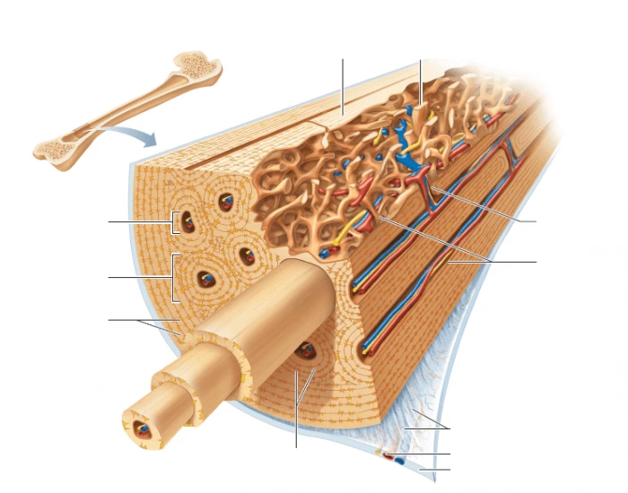 labeling microscope structure of bone — Printable Worksheet