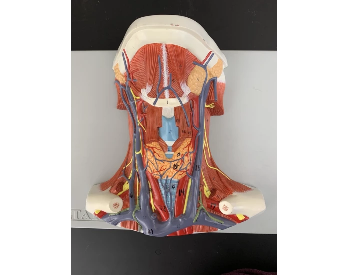Top Neck Model Without Shell Labeling Neck Model Quiz