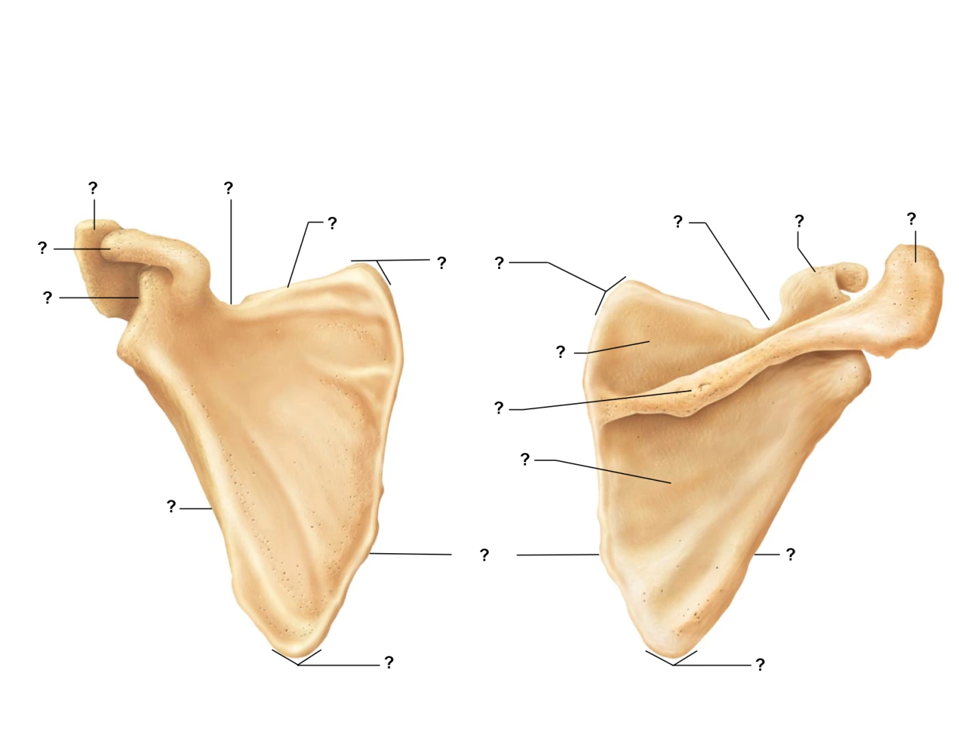 The Scapula Structures Quiz the-scapula-structures-quiz