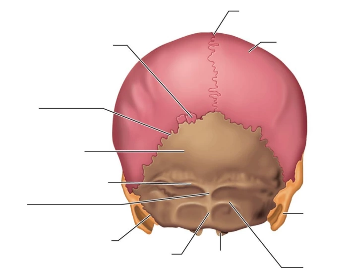 Posterior Cranial Bones Printable Worksheet