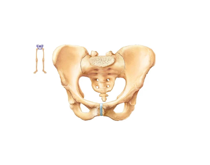 Labelling Pelvic Girdle Printable Worksheet