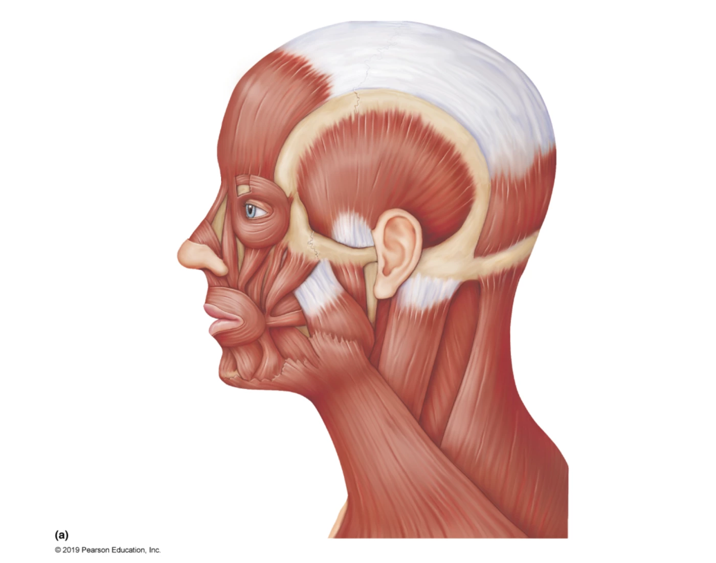 Muscles Of Head And Neck Labeling 2025 — Printable Worksheet