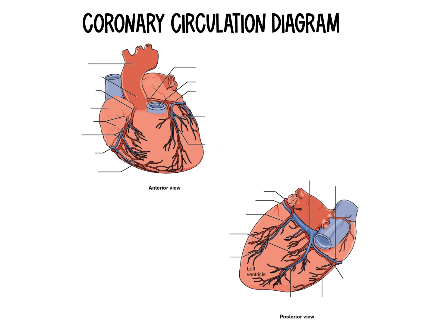 Coronary Circulation Diagram | Heart Diagram — Printable Worksheet