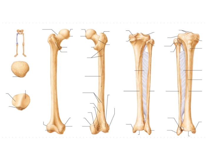 Tibia, Fibia, Femur, and Patella- Left — Printable Worksheet