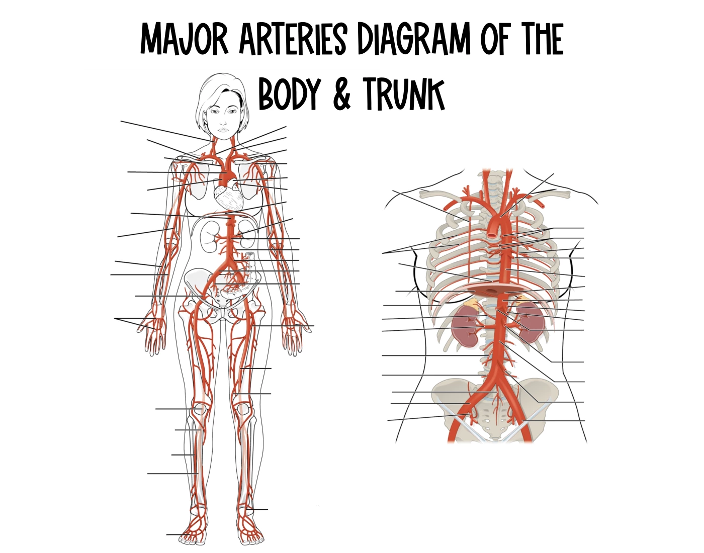 Tbody Runk Major Arteries Diagram of the Body and Trunk Quiz