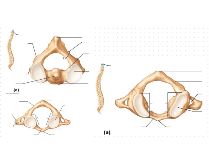 Vertebral Column C1-C2 Quiz