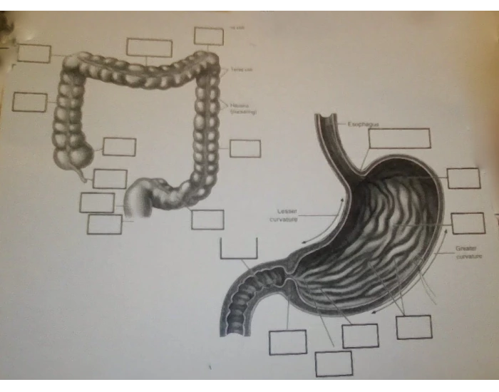 Large Intestine Fill In Labeling of the large intestine and stomach — Printable Worksheet